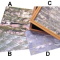 MOP/Abalone