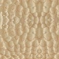 Quilted Maple
