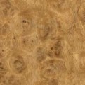 Oak Burl